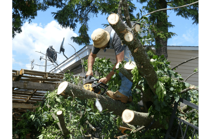 Carlos Tree Service